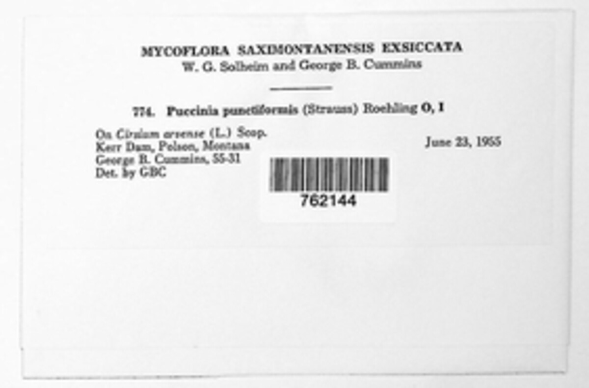 Puccinia suaveolens image